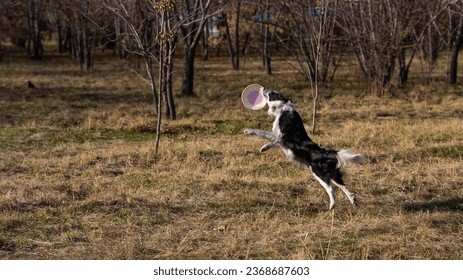 Border collie catches a plastic plate on a walk in the autumn park. - Shutterstock ID 2368687603
