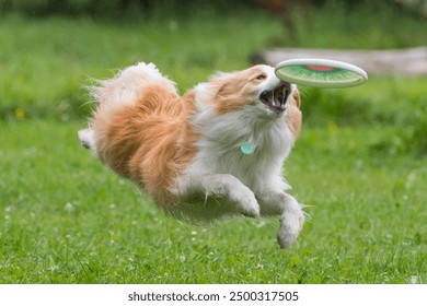 Border collie catching a frisbee - Powered by Shutterstock - Get 15% off with code: PIKWIZARD15
