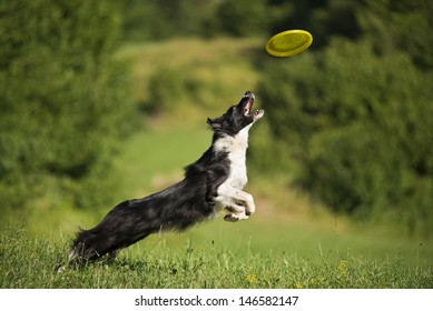 Border collie catching frisbee close up shoot