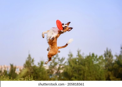 Border Collie catching a Frisbee Disc - Powered by Shutterstock