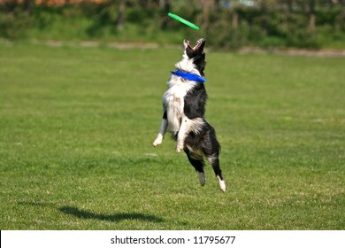 Border collie catching frisbee high in the air