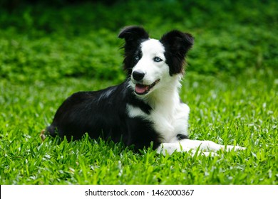 
Border Collie Is A Collie-type Dog Breed Bred In The Anglo Scottish Border Region Of Great Britain For The Work Of Herding Cattle, Especially Sheep.