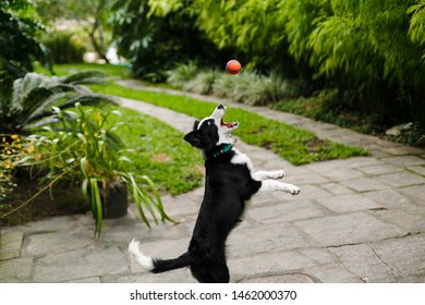 Border Collie Is A Collie-type Dog Breed Bred In The Anglo Scottish Border Region Of Great Britain For The Work Of Herding Cattle, Especially Sheep.