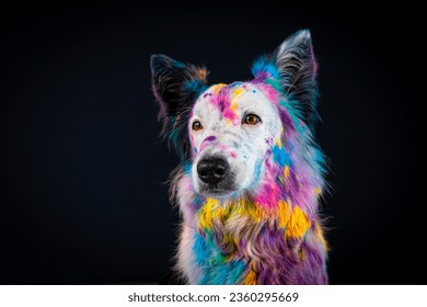 border collie with colored powder in its hair and black background
