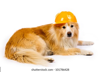 construction hard hat for dogs