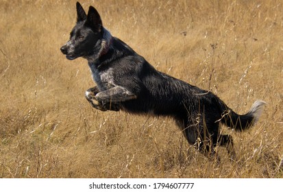 Border Collie Cow Dog Jumping In Prairie Grass