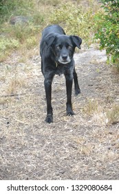 Border Collie Cross Australian Kelpie