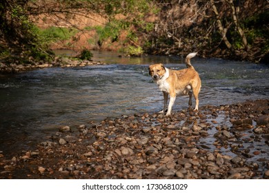 Border Collie Cross Breed Posing