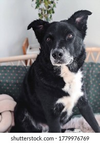 Border Collie Cross Kelpie Dog On Lounge.