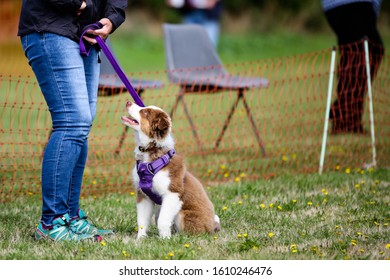 A Border Collie Cross Waiting To Be Judged In A Village Fete Dog Show