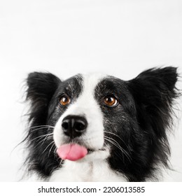 Border Collie Cute Dog Photo On White Background