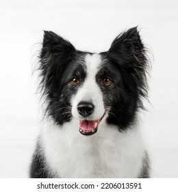 Border Collie Cute Dog Photo On White Background