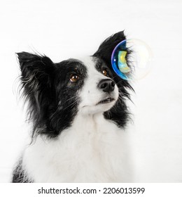 Border Collie Cute Dog Photo On White Background