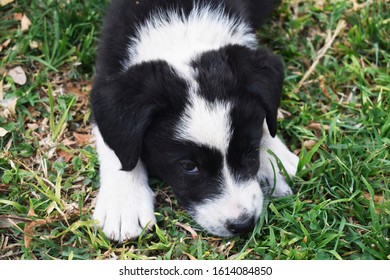 Border Collie Cuteness Overload Pose