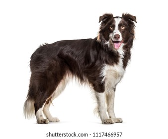 Border Collie Dog, 2 Years Old, Standing Against White Background