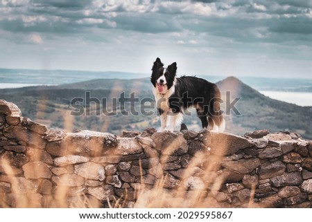 Border collie dog with a beautiful background with mountains
