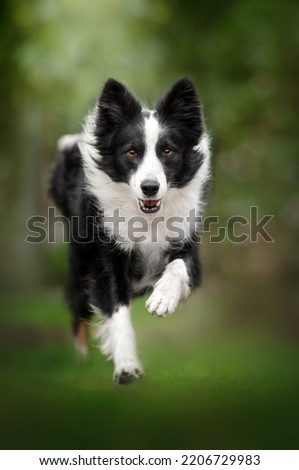 border collie dog beautiful portrait outdoors in spring