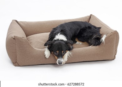 Border Collie dog bed studio shot