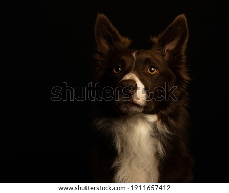 Border Collie dog with black background