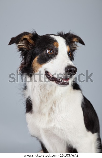 Border Collie Dog Black Brown White Animals Wildlife Nature