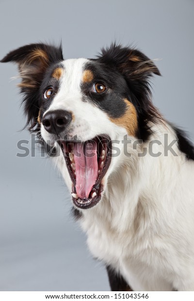 Border Collie Dog Black Brown White Stock Photo Edit Now 151043546