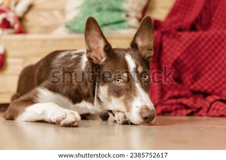 Border collie dog breed lying down at home. Cozy interior. Pet friendly. Domestic dog