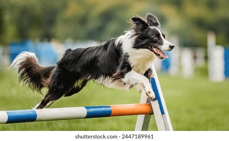 Border Collie dog - Canis lupus familiaris - a working sheep herding dog jumping over a hurdle while training for canine agility competition - Powered by Shutterstock