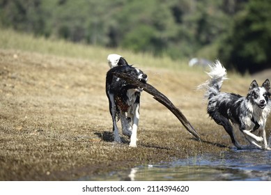 Border Collie Dog Carrying A Big Branch