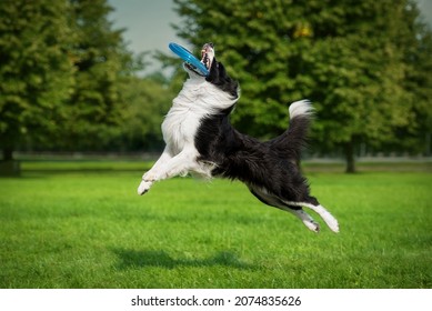 Border collie dog catches flying disc in the air. Pet playing outdoors in a park. 