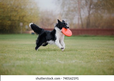 Border collie dog catches a flying disc - Powered by Shutterstock