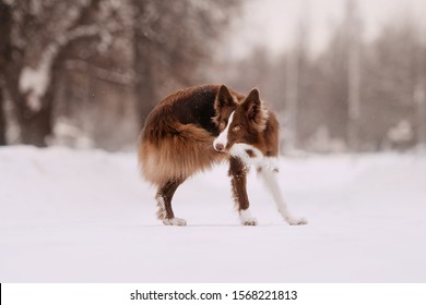 border collie dog catching his own tail outdoors in winter