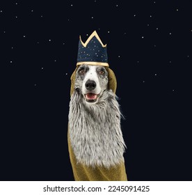Border collie dog celebrating three wise men orient dressed as a king with a crown costume. Isolated on blue dark background