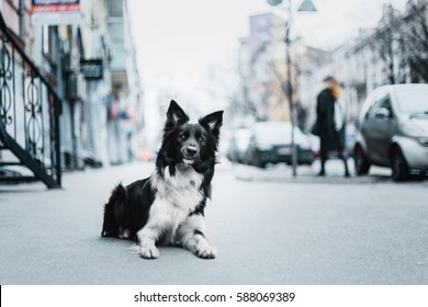 Border Collie Dog In The City