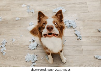 Border collie dog destroying a pillow on living romm with guilty expression. separation anxiety disorder concept