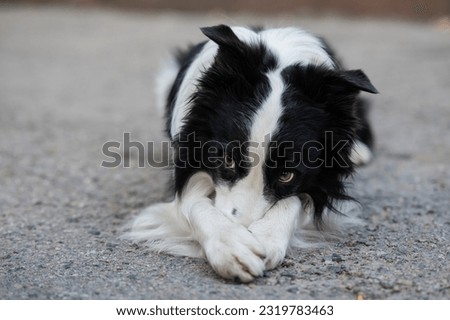 Border collie dog doing exercise shame outdoors. 