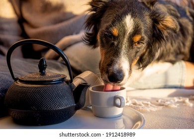 Border Collie Dog Drinking From Cup Of Tea In Sunset