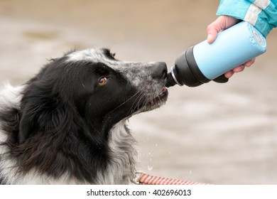 Border Collie dog drinking from water bottle