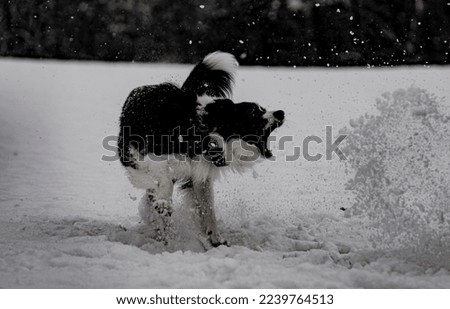 Similar – Foto Bild Bock Haustier Tiergesicht