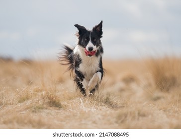 Border Collie Dog Enjoying the Outdoors - Powered by Shutterstock