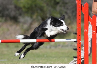 Border Collie Dog Flies Over A Jump