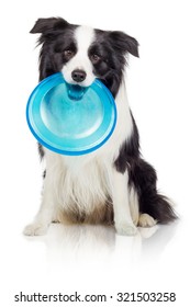 Border Collie Dog With Frisbee Disc