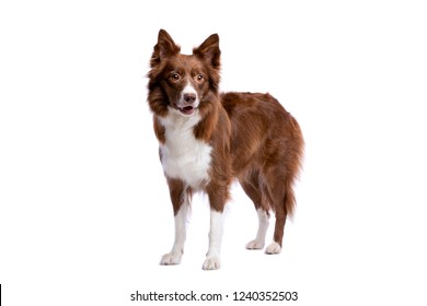 Border Collie Dog In Front Of A White Background