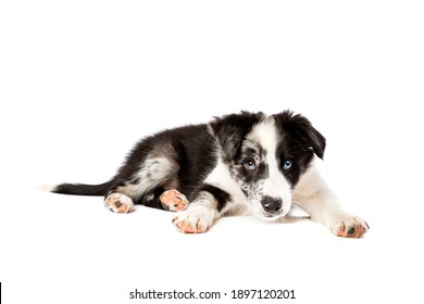 Border Collie Dog In Front Of A White Background