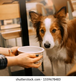 Border Collie Dog Gives A Water Bowl In A Cafe