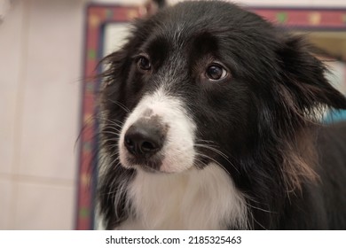 border collie dog at the dog grooming salon