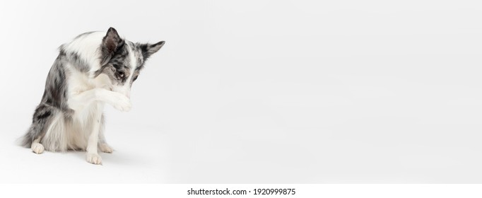 A Border Collie dog has a paw on its nose because it is ashamed of its bad behavior. The dog is colored in shades of white and black and has long and delicate hair. An excellent herding dog. Panoramic