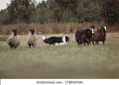 Border Collie Dog Herds Sheep