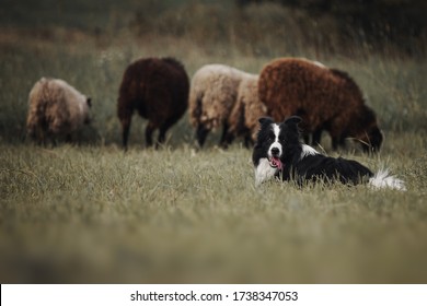 Border Collie Dog Herds Sheep