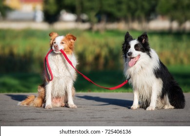 Border Collie Dog Holding Another Dog On A Leash