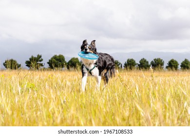 Border Collie Dog Holding Frisbee With Mouth In Field